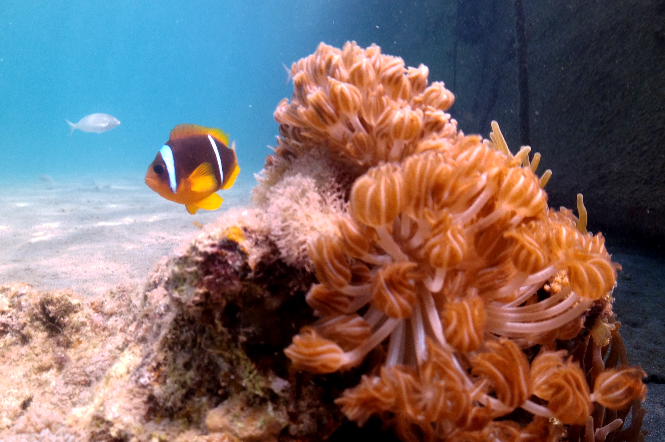 Image result for â«××××©× ×× ×ª×ª ×××××â¬â