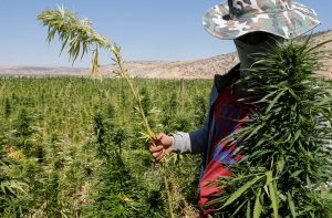 Hizb_Canabis_Harvest_Beqaa_Valley_p4