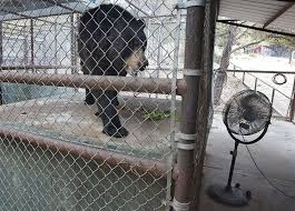 Austin Zoo under fire after reports it mistreated animals and disregarded zookeepers' concerns