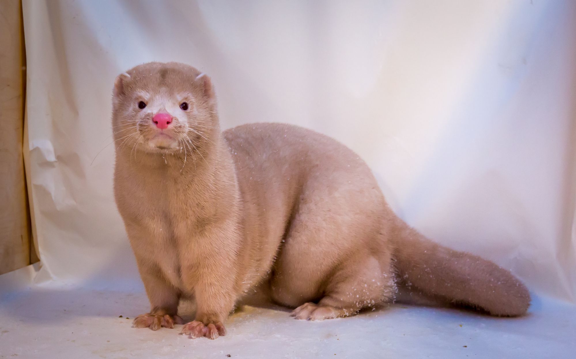 Denmark to cull 17 million mink population as new mutation of COVID spreads  to humans