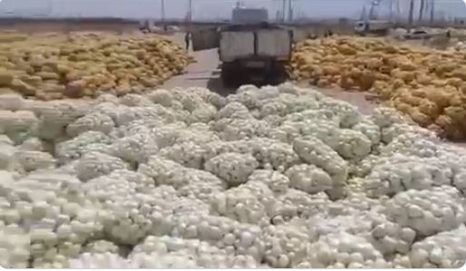 Iran-Farmes-Throw-Onion-Crops-1