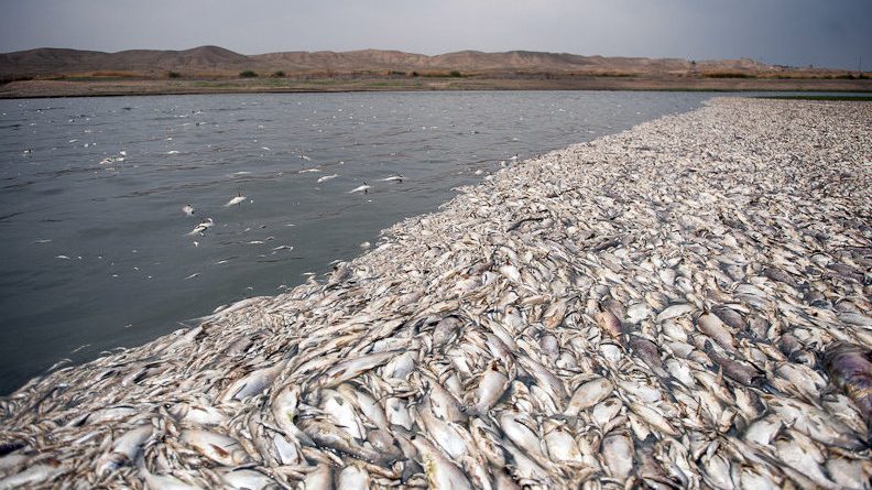 hamidreza-dastjerdi-tehran-iran-fish-dead-from-Fashafuyeh-Dam-Lake-2014
