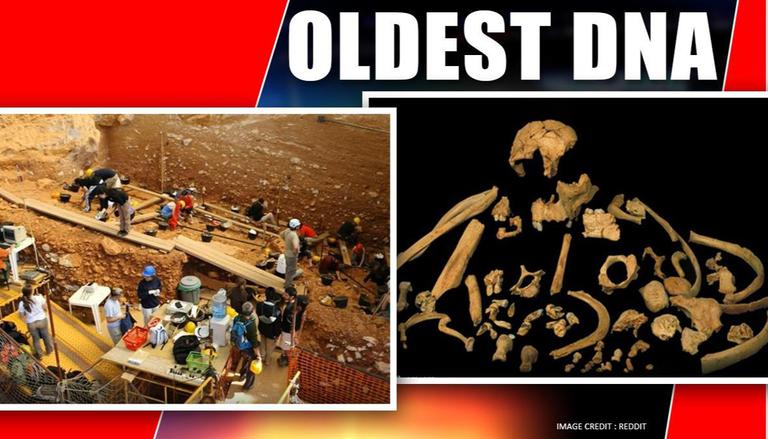 World's Oldest DNA Discovered In 800,000-year-old Cannibal's Tooth