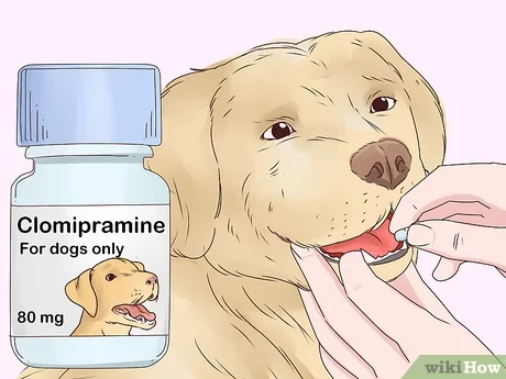 كيفية جعل كلبك يتوقف عن لعقك: 11 خطوة (صور توضيحية) - wikiHow