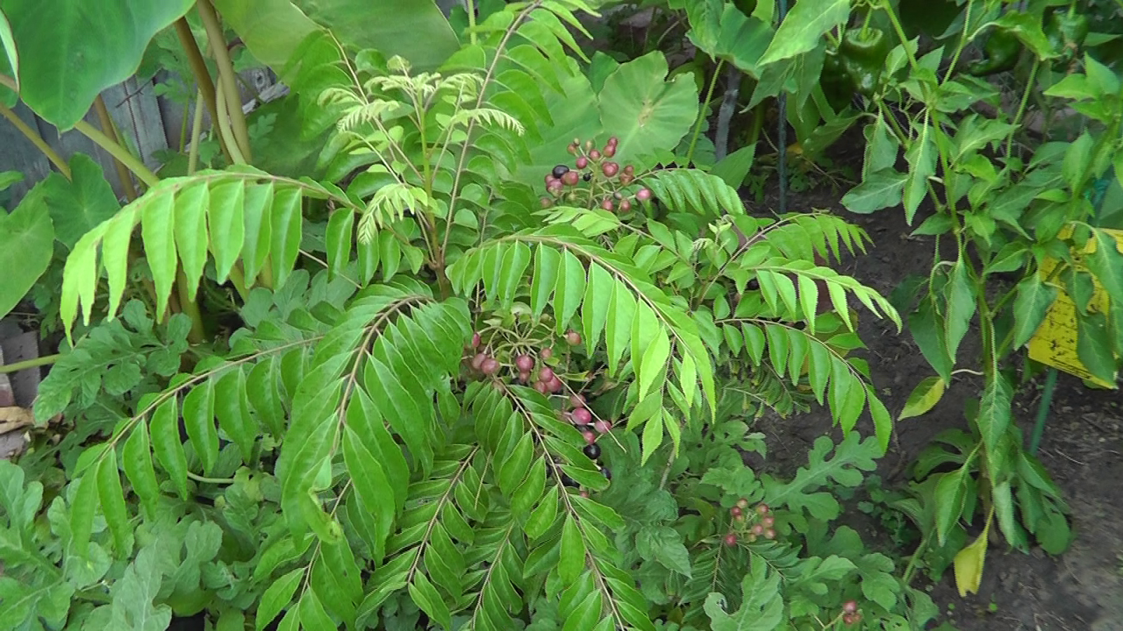 From Seed to Tree Guide of Curry Leaf Plant (Murraya Koenigii)