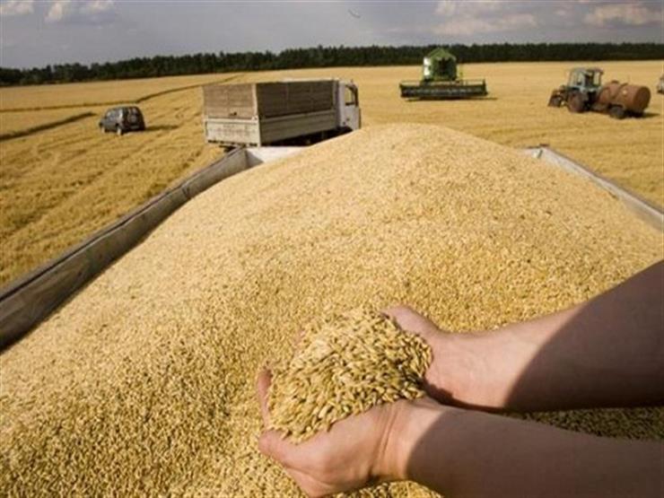 بعد ارتفاع سعره.. لماذا يعد القمح الروسي مهمًا لمصر؟ (تفاعلي | مصراوى