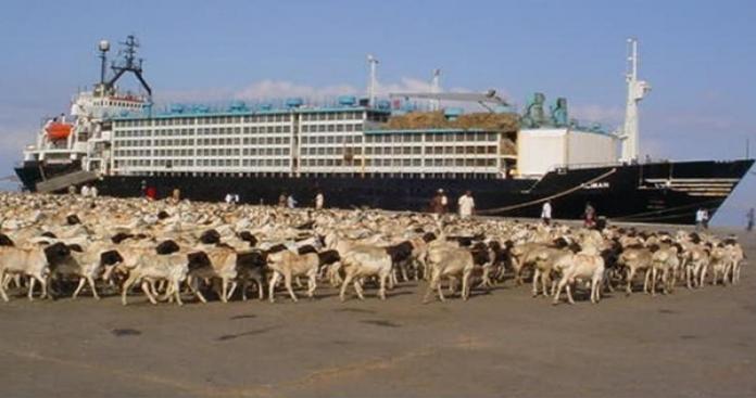 היא הייתה בדרכה לסעודיה.. ספינה עמוסה 16,000 כבשים טבעה בים האדום
