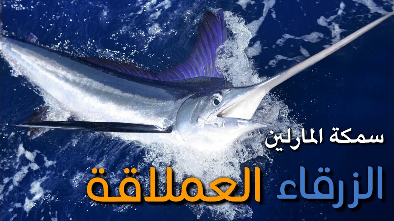 سمكة ذات الرمح القاتل واحدة من أكبر أسماك المحيط - YouTube