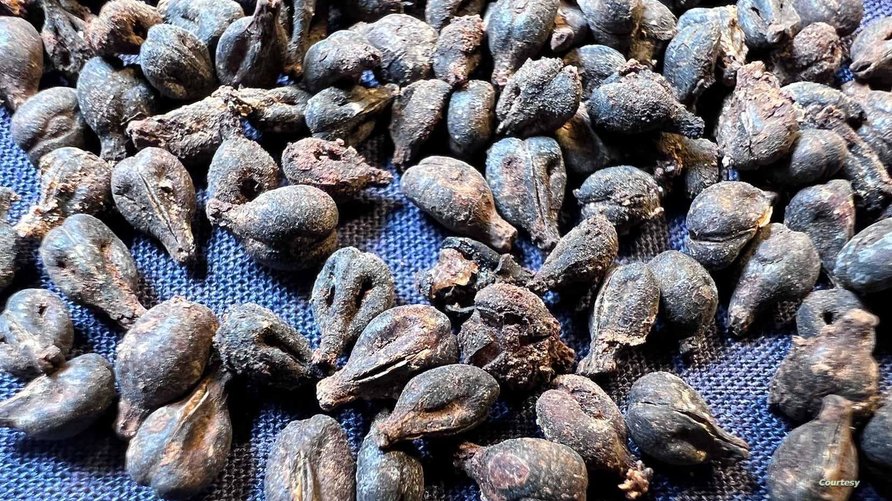 צנצנות יין בנות 5,000 שנה